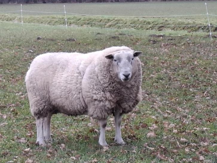 Swifter Ram, Dieren en Toebehoren, Schapen, Geiten en Varkens, Schaap, Mannelijk, 3 tot 5 jaar
