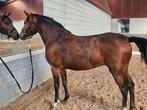 Lieve D pony merrie, Dieren en Toebehoren, Pony's, Merrie, 3 tot 6 jaar