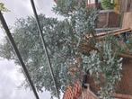 eucalyptus, Ophalen, Overige soorten
