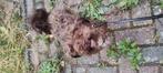 Bolonka Zwetna reutje 2 jaar, Dieren en Toebehoren, Honden | Chihuahua's en Gezelschapshonden, 1 tot 2 jaar, Eén hond, Nederland