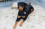 Rotweiller dek reu ras zuiver, 6 jaar of ouder, Rabiës (hondsdolheid), Reu, Eén hond