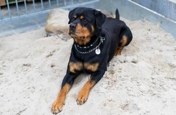 Rotweiller dek reu ras zuiver beschikbaar voor biedingen