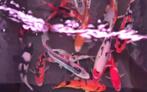 Import HQ Handpick koi - 40 /50 cm - Koidream Valburg, Karper of Koi