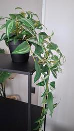 IKEA Hangplant Nep - Decoratief & Onderhoudsvrij, Overige soorten, In pot, Minder dan 100 cm, Groene kamerplant