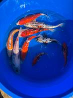 Maruhiro mix, Dieren en Toebehoren, Karper of Koi