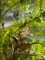 Asoline spixii, Dieren en Toebehoren, Slak of Weekdier