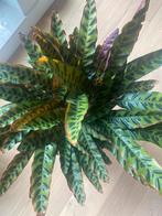 Grote Calathea kamerplant met pot, Ophalen, Overige soorten, Minder dan 100 cm