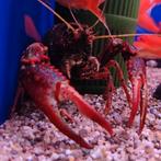 Procambarus Acutus, Dieren en Toebehoren, Vis
