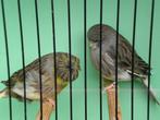 glosters, Dieren en Toebehoren, Meerdere dieren, Postuurkanarie