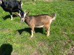 Dwergbok, Dieren en Toebehoren, Schapen, Geiten en Varkens, Mannelijk, Geit, 0 tot 2 jaar