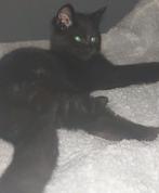 Kittens, Dieren en Toebehoren, Ophalen