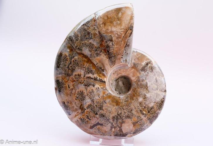 Ammoniet  -EX, Verzamelen, Mineralen en Fossielen, Fossiel, Ophalen of Verzenden