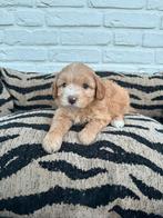 Maltipoo pups, maltezer x toy poedel, Parvo, Nederland, Overige rassen, 8 tot 15 weken