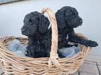 Nog 2 Prachtige Australian Labradoodle alf1 pups, Dieren en Toebehoren, Honden | Niet-rashonden, 8 tot 15 weken, Meerdere, Meerdere dieren