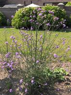 Heel mooie en grote verbena, Volle zon, Vaste plant, Zomer, Ophalen