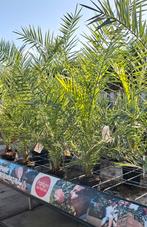Fhoenix canariensis palmboom., Tuin en Terras, Planten | Bomen, Ophalen, Volle zon, Overige soorten, Minder dan 100 cm