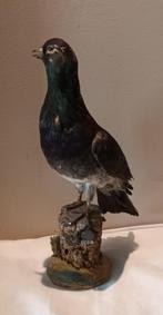 Prachtige opgezette Duif vogel op boomstronkje Taxidermie, Verzenden, Gebruikt, Vogel, Beeldje of Figuurtje