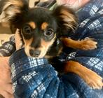 Russische Toy langhaar, Dieren en Toebehoren, Honden | Chihuahua's en Gezelschapshonden, Rabiës (hondsdolheid), 15 weken tot 1 jaar