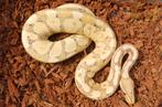 Python regius, Dieren en Toebehoren, Slang