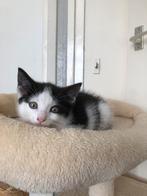 kitten, Dieren en Toebehoren, Poes