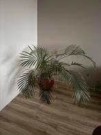 Mooie kamerplant (Palm) in pot, Ophalen, 100 tot 150 cm, Palm, Halfschaduw