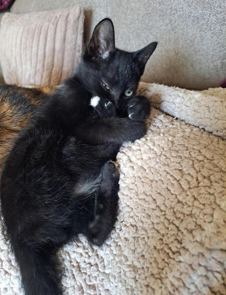 goed thuis gezocht voor kitten /katertje, Dieren en Toebehoren, Katten en Kittens | Overige Katten, Kortharig, Kater, 0 tot 2 jaar