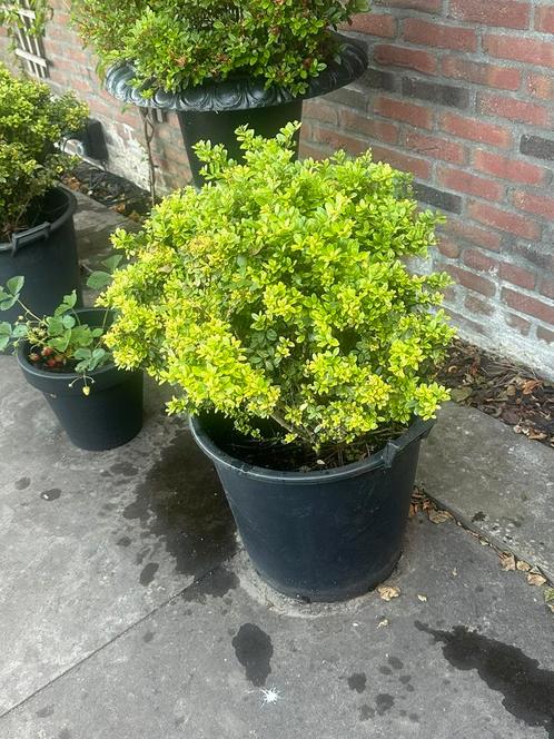 2x Ilex in stevige  pot, Tuin en Terras, Planten | Struiken en Hagen, Buxus, Minder dan 100 cm, Ophalen of Verzenden