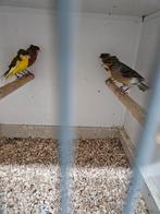 Duitse kuif kanaries, Dieren en Toebehoren, Mannelijk, Kleurkanarie