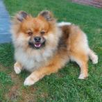 Pomeriaan Dekreu, Rabiës (hondsdolheid), Reu, 1 tot 2 jaar, Eén hond