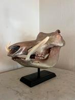 Nieuw Knobbelzwijn Wrattenzwijn Schedel Goud Taxidermie, Verzamelen, Dierenverzamelingen, Nieuw, Wild dier, Ophalen of Verzenden