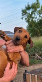 Ter dekking heideterrier., Dieren en Toebehoren, Reu, Parvo, Eén hond, 3 tot 5 jaar