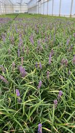 Liriope muscari Moneymaker - Leliegras, Ophalen, Bodembedekkers, Volle zon, Vaste plant