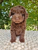 Prachtige boomer x dwerg poedel pups, Nederland, Overige rassen, CDV (hondenziekte), 8 tot 15 weken