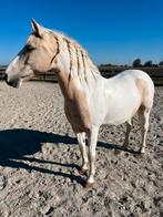 Lieve palomino pony te koop, Merrie, Niet van toepassing, C pony (1.27m tot 1.37m), 11 jaar of ouder