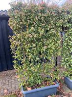 Viburnum tinus groenblijvend scherm 120x180 cm nu €99,00