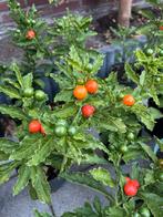 Sier sinaasappel plant in pot sierplant tuinplant kamerplant, Tuin en Terras, Ophalen, Volle zon