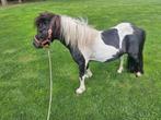 Mooie bonte shetlander hengst, Dieren en Toebehoren, Pony's, 0 tot 2 jaar, Hengst, A pony (tot 1.17m), Recreatiepony