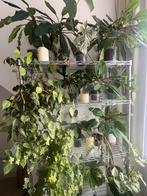 Verschillende soorten kamerplanten, Huis en Inrichting, Kamerplanten, Ophalen of Verzenden, Ficus, Halfschaduw, Minder dan 100 cm