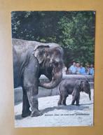 Ansichtkaarten Bernhardine Diergaarde Blijdorp, Verzamelen, Verzenden, Zo goed als nieuw