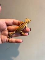 Wimpergekko super dalmation pv, Dieren en Toebehoren, Reptielen en Amfibieën, Hagedis, Tam, 0 tot 2 jaar