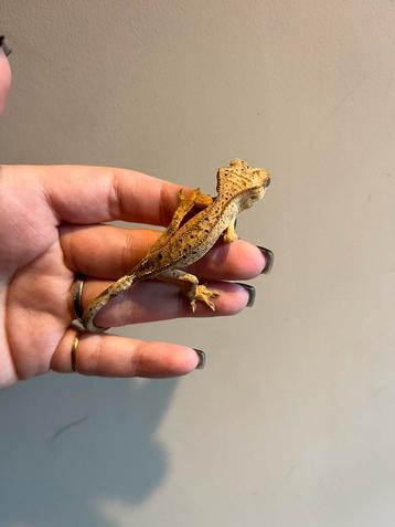 Wimpergekko super dalmation pv beschikbaar voor biedingen