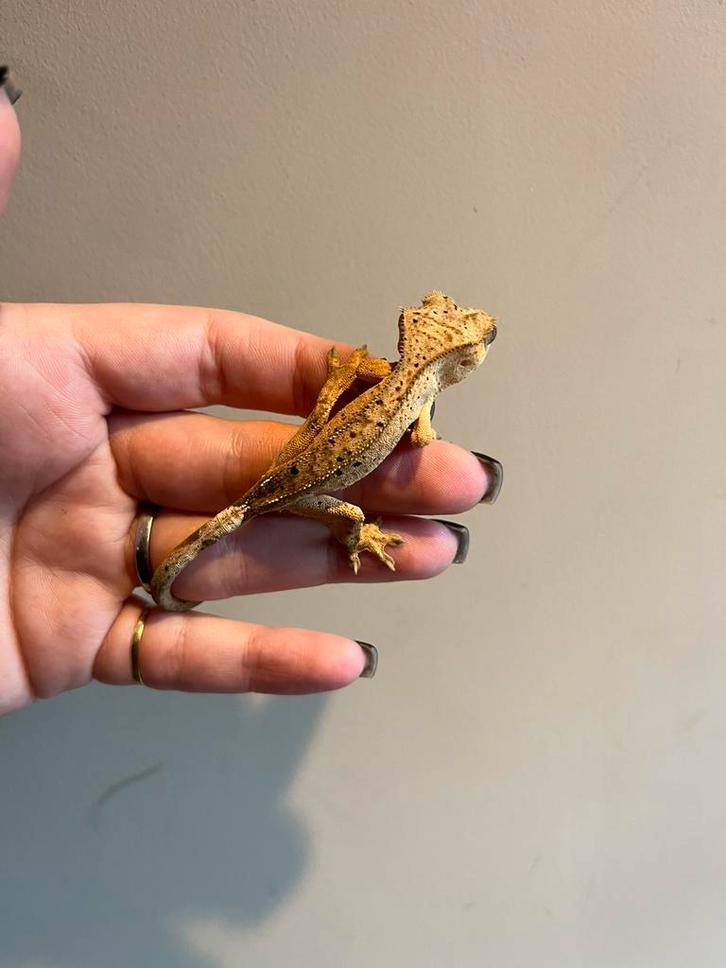 Wimpergekko super dalmation pv, Dieren en Toebehoren, Reptielen en Amfibieën, Hagedis, 0 tot 2 jaar, Tam