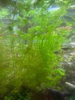 Gezonde stekjes van Limnophila Sessiliflora, Dieren en Toebehoren, Ophalen, Nieuw, Plant(en), Steen of Hout