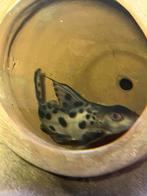 Synodontis, Vis