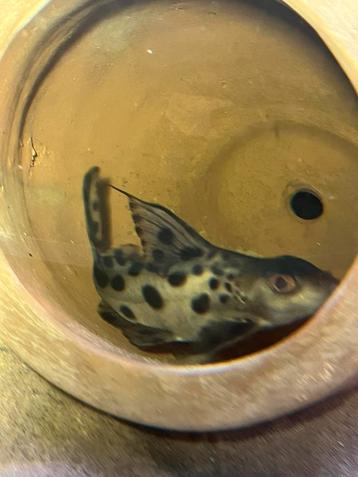 Synodontis beschikbaar voor biedingen