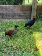 Koppel roulroul en 2 hanen te koop!, Dieren en Toebehoren, Pluimvee, Meerdere dieren, Overige soorten