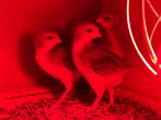 Welsumer haantjes - 2 weken - Gratis, Dieren en Toebehoren, Pluimvee, Kip