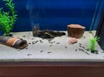 Jonge Ancistrus  algeneters, Dieren en Toebehoren, Vissen | Aquariumvissen, Vis