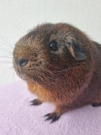 Goudagouti cavia beertje, Dieren en Toebehoren, Knaagdieren, Cavia, Augustus, Mannelijk, Tam