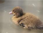 loopeenden, Meerdere dieren, Eend